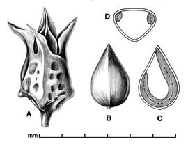   Fruit, embryo:   Rumex spinosus , A, Fruit with persistent floral parts; B, fruit with floral parts removed; C, longitudinal section of fruit showing embryo; D, transection of fruit;nbsp;Illustration by L.E. Chandler
